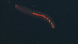 Beautiful transparent worm-like sea creature with a reddish internals | Amazing Ocean Discoveries