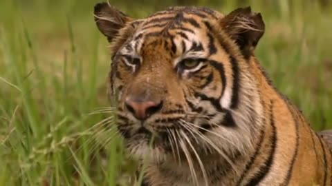 "Sky-rocketing" tiger trade blamed on growing Asian wealth