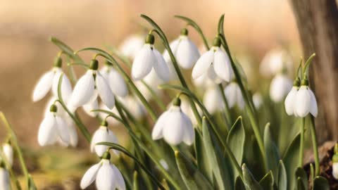 Time Lapse Video Of Blooming Snowdrops Flowers