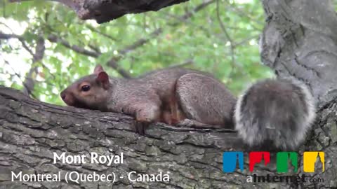 Squirrel in Montreal Canada