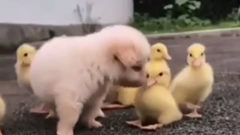 Puppy’s fun time with chicks