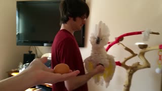 Cockatoo Parrot Gets Really Excited When He Sees An Egg For The First Time