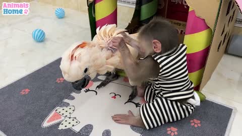 Smart Monkey help dad feed baby parrot