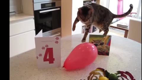 Balloon cat video funny