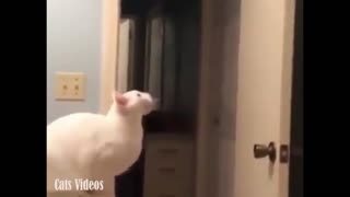 A cat Tries To jump up, But falls on The Floor inThe Bathroom.