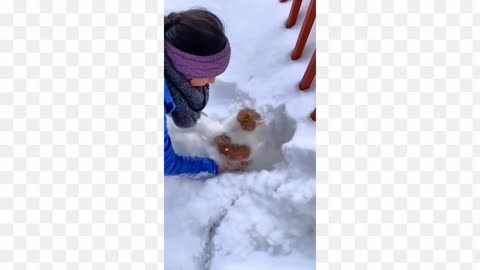 Cute kitty enjoy snow