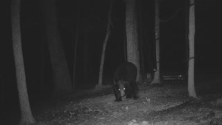 The Woods - 02/23/2021 Bear