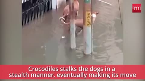 Crocodile on the flooded street attack to Dog