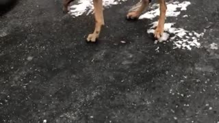 Brown dog grabbing taking groceries inside house