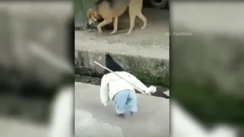 Funny animals moment caught on