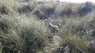 Doggie Diaries #17 - beachcombing after the storm