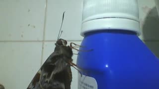 Moth is seen in a bottle of laxative, the shit about to happen... [Nature & Animals]