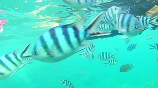 Snorkeling in Okinawa