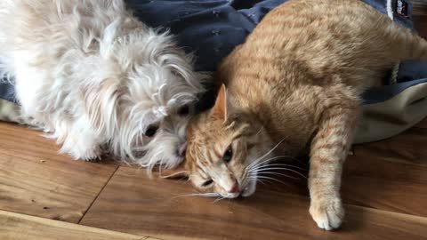 Terrier can't get enough of kitty best friend