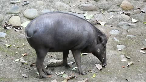 Porco comendo fruta