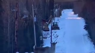 A Caribou Prancing Down A Snowy Road Without A Care In The World