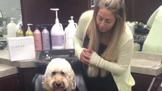 Dog sits in salon chair