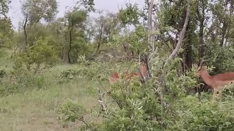 impala fighting 2
