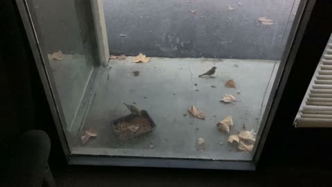 Birds Eating Cat Food At Our Shop