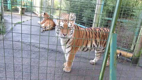 Two tigers are playing in the zoo.