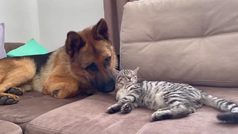 Funny German Shepherd Reaction to a lazy Cat!