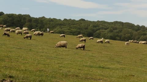 A distant boy navigates a field of Sheep in the fields of England