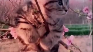 KITTY CAT - SPRING