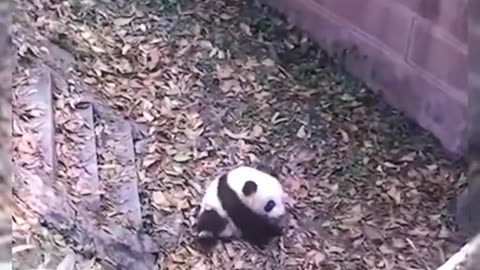 Pandas letting the good times roll