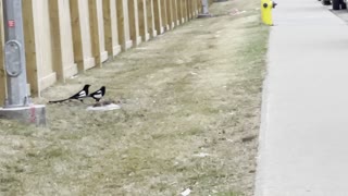 Two magpies on the side walk