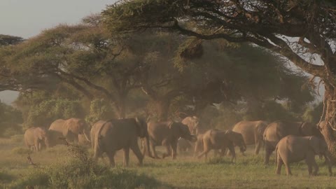Large herds of African elephants migrate near Mt. Kilimanjaro in Amboceli National Park, Tanzania
