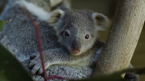 Most precious Koala Joey moments ever! -9
