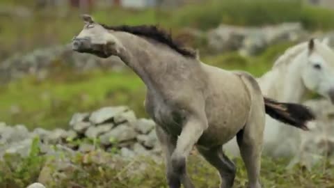 Beautiful Horses Running