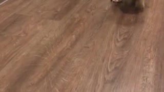 Puppy Outruns Its Own Legs
