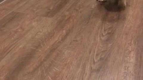 Puppy Outruns Its Own Legs