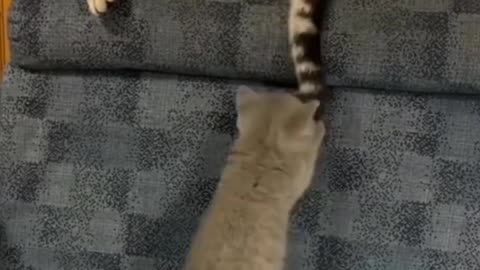 Kitten Tries to Poke The Cat's Tail, More Without Success - Tiktok Cats (#Funny #Animals #427)