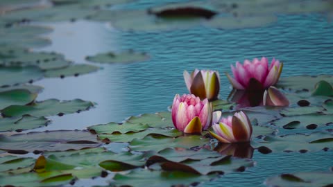 #Water Lilies#Water Lilies video,Animal# Animal video