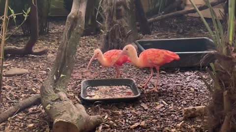 😍Our absolute stunning scarlet ibis 😍Our absolute stunning scarlet ibis 😍