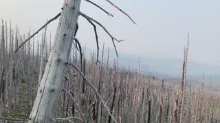 Central Oregon - Mount Jefferson Wilderness - Having an appreciation for dead forest burnout areas
