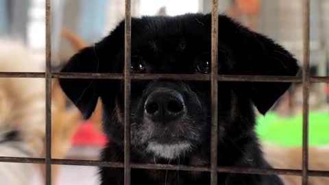 Portrait of sad mixed breed dog behind the fences. Dog in a shelter or an animal nursery.