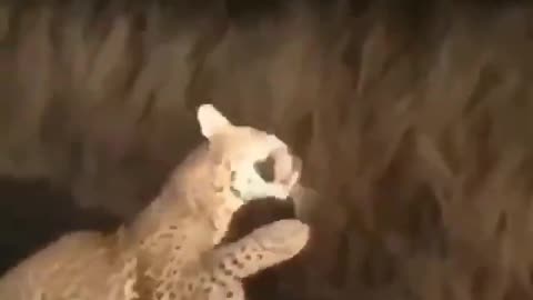 Leopard tries to eat😂 a Porcupine!