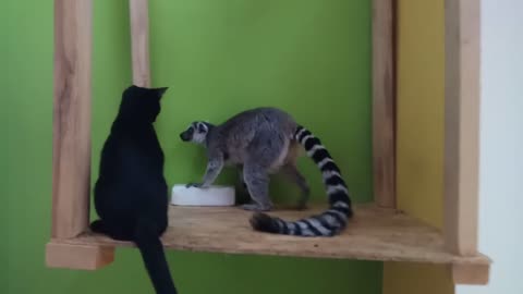 Lemur and cat playing