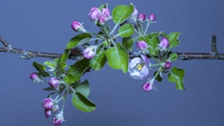 Apple tree blooming beautiful petals of pink