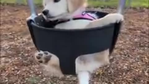 Funny dog