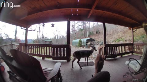 Deer 🦌 Fawns / NW NC at The Treehouse 🌳 What happens when we run out of apples 🍎Deer Riot #ringtv