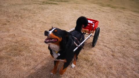 Instincts kick in for Bernese Mountain Dog