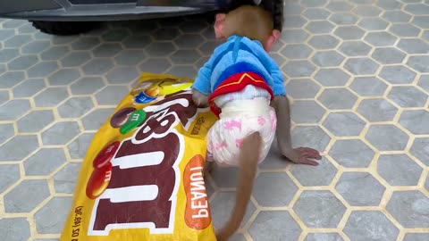 Monkey Baby Bon Bon Goes to Buy Giant M&M Candy and Eats Ice Cream with Puppy in the Garden