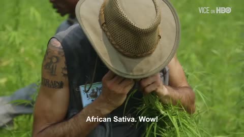 Hunting For A Rare Congolese Weed Strain With “The Kings of Cannabis”