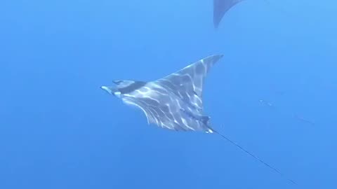 Some covid 19 free Devil Ray action Northlands East Coast.