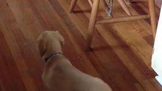 Dog chases its tail then falls