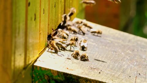 How To Recognize The Different Types Of Bees In Your Property
